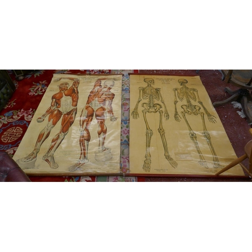 382 - 2 early anatomical posters