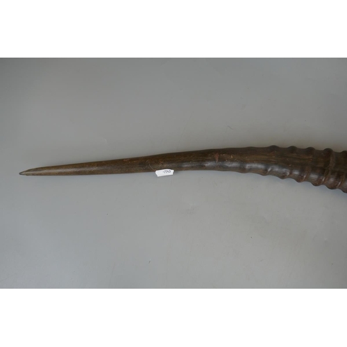 194 - Kukri knife and large animal horn