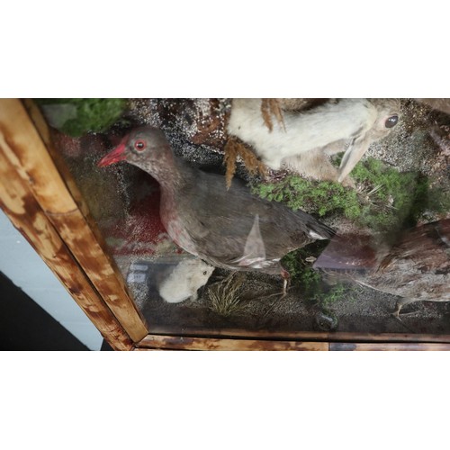 294 - Large British wildlife taxidermy display cabinet to include pheasant, stoat, red squirrel, partridge... 