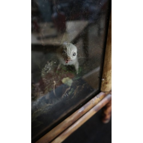 294 - Large British wildlife taxidermy display cabinet to include pheasant, stoat, red squirrel, partridge... 