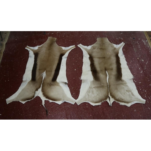 361 - Pair of muntjac hides