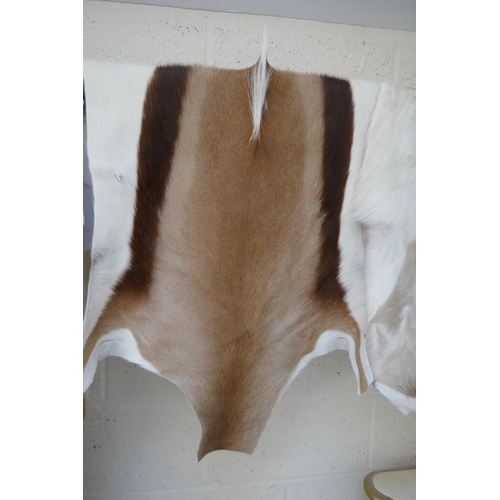 361 - Pair of muntjac hides