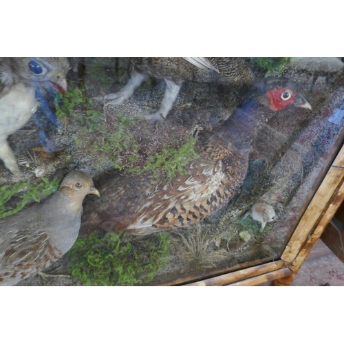 381 - Large British wildlife taxidermy display cabinet to include pheasant, stoat, red squirrel, partridge... 