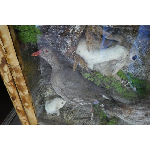 381 - Large British wildlife taxidermy display cabinet to include pheasant, stoat, red squirrel, partridge... 