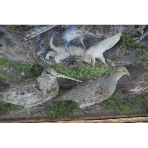 381 - Large British wildlife taxidermy display cabinet to include pheasant, stoat, red squirrel, partridge... 