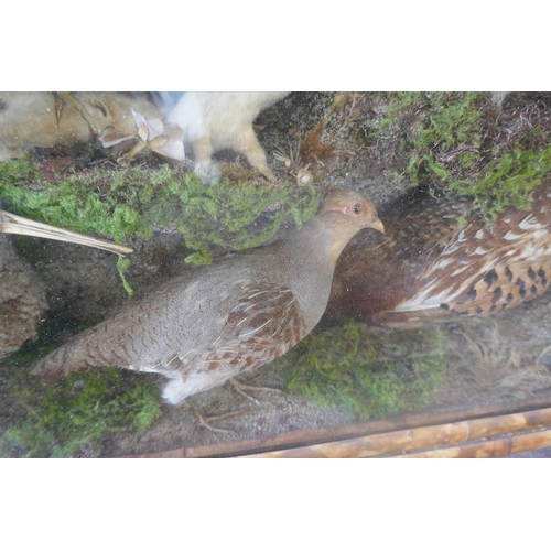 492 - Large British wildlife taxidermy display cabinet to include pheasant, stoat, red squirrel, partridge... 