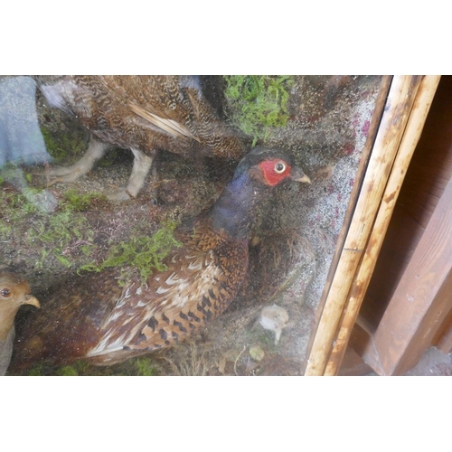 492 - Large British wildlife taxidermy display cabinet to include pheasant, stoat, red squirrel, partridge... 