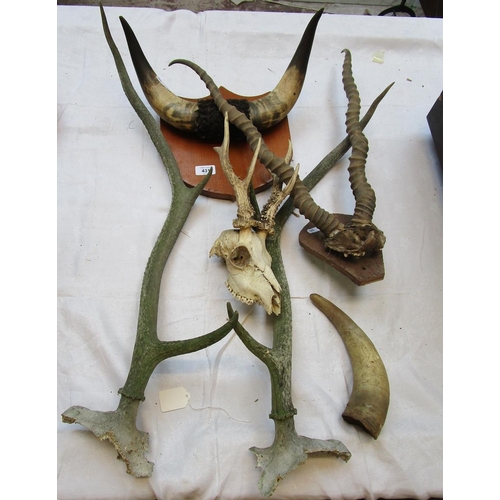 431 - Collection of horns and skulls to include deer and cow