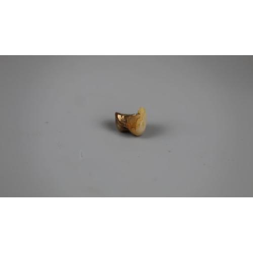 68 - Gold ring together with 3 gold teeth - Approx weight of ring 5.5g - Approx overall weight of teeth 7... 