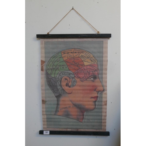 386 - Phrenology canvas wall hanging