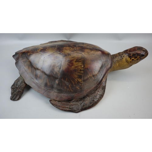 252 - Model of turtle