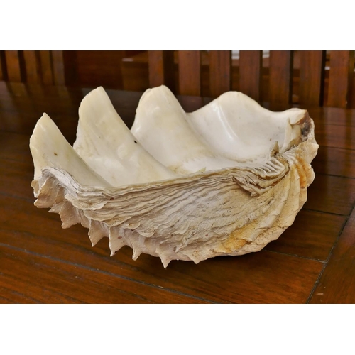 412 - Large genuine clam shell