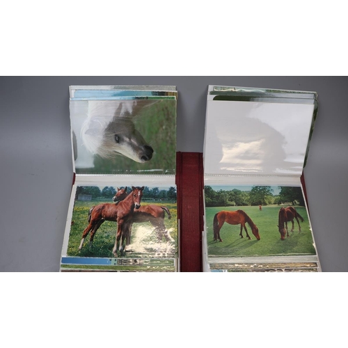 242 - Album of colourful horse-themed postcards