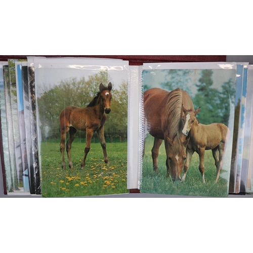 242 - Album of colourful horse-themed postcards