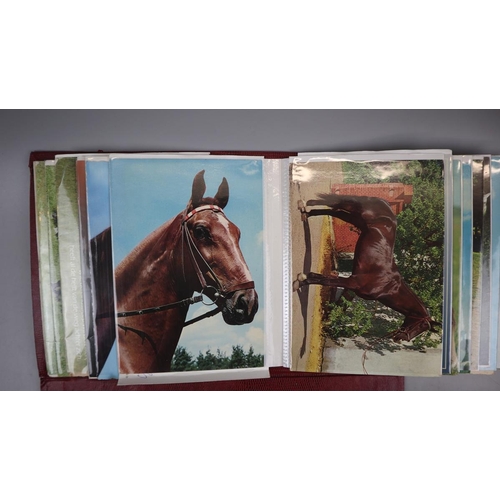 242 - Album of colourful horse-themed postcards