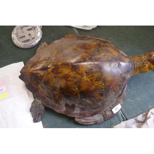 252 - Model of turtle