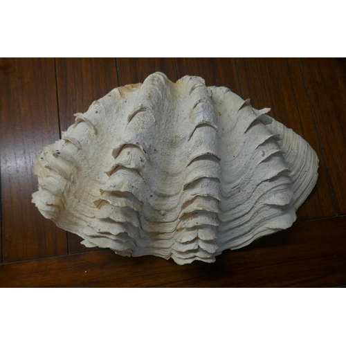 412 - Large genuine clam shell