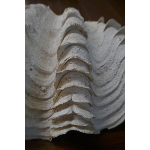 412 - Large genuine clam shell