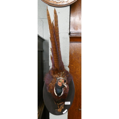 316 - Wall hanging taxidermy bust of a pheasant