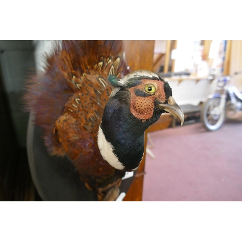 316 - Wall hanging taxidermy bust of a pheasant