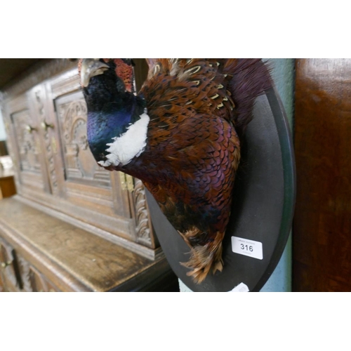 316 - Wall hanging taxidermy bust of a pheasant