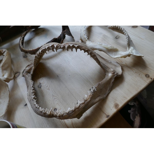 477 - Collection of shark jaws