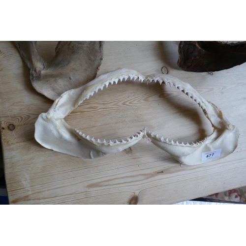 477 - Collection of shark jaws