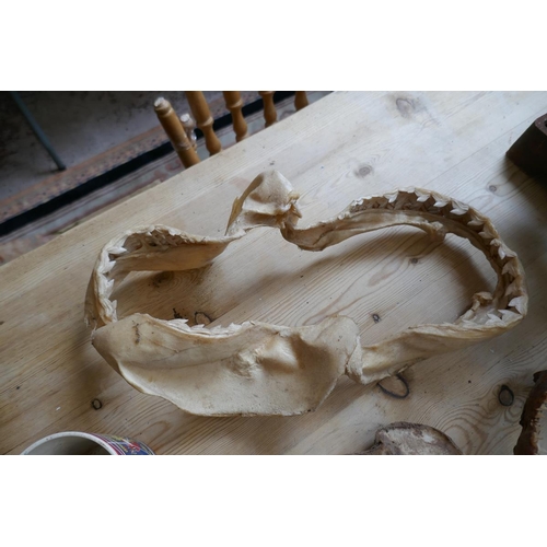 477 - Collection of shark jaws