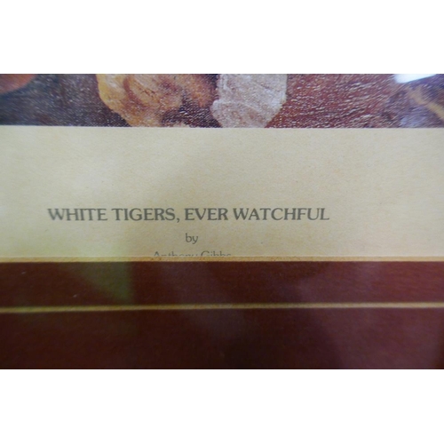 340 - L/E signed print - White Tigers Ever Watchful by Anthony Gibbs