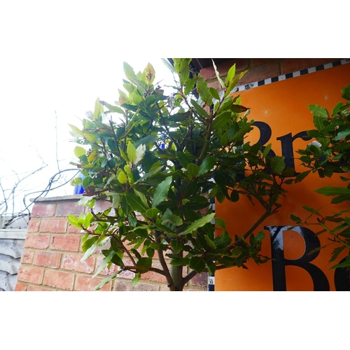 477 - Pair of garden bay trees in pots - Approx height: 165cm
