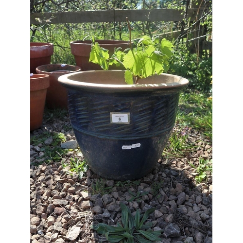 6 - Grapevine potted in a blue glazed planter