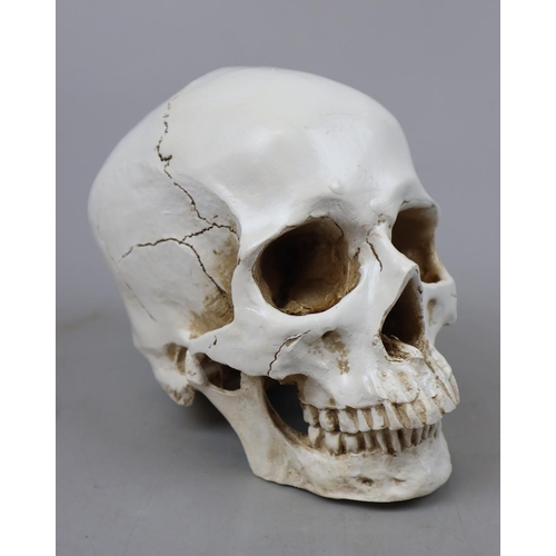 167 - Reproduction skull