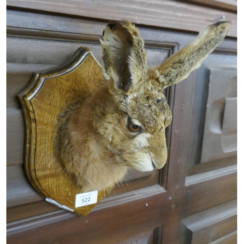 522 - Taxidermy wall mounted hares head