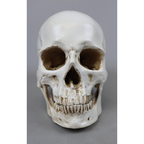 167 - Reproduction skull