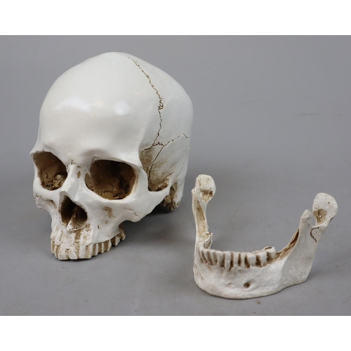 167 - Reproduction skull