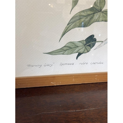 416 - 3 botanical water colours signed Margaret Tarran