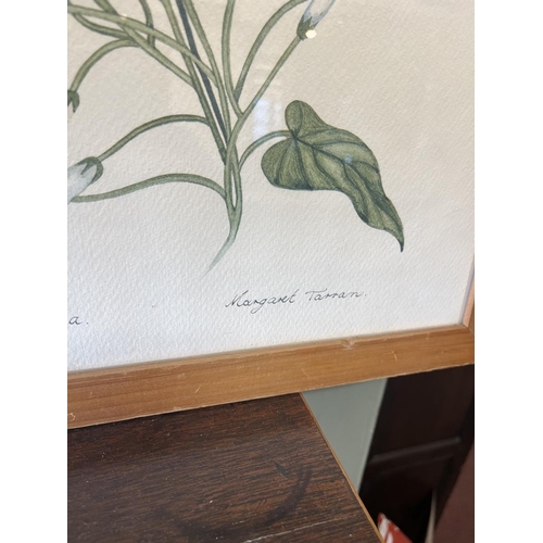 416 - 3 botanical water colours signed Margaret Tarran