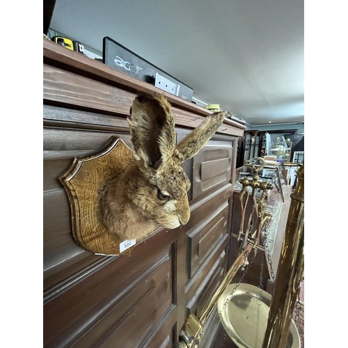 522 - Taxidermy wall mounted hares head