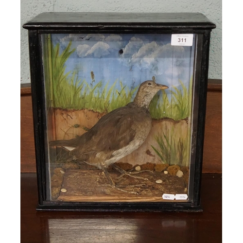 311 - Taxidermy of a wading bird (corn crake) in glass case