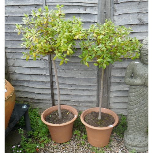 458 - Pair of standard bay trees in terracotta pots