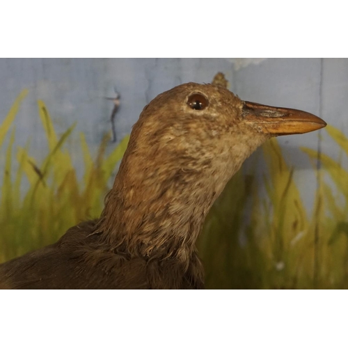 311 - Taxidermy of a wading bird (corn crake) in glass case