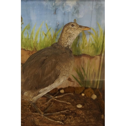 311 - Taxidermy of a wading bird (corn crake) in glass case