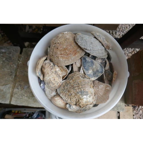 452 - Bucket of sea shells