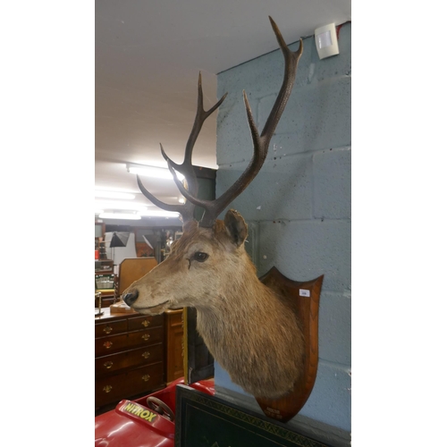 359 - Antique stag's head on shield mount