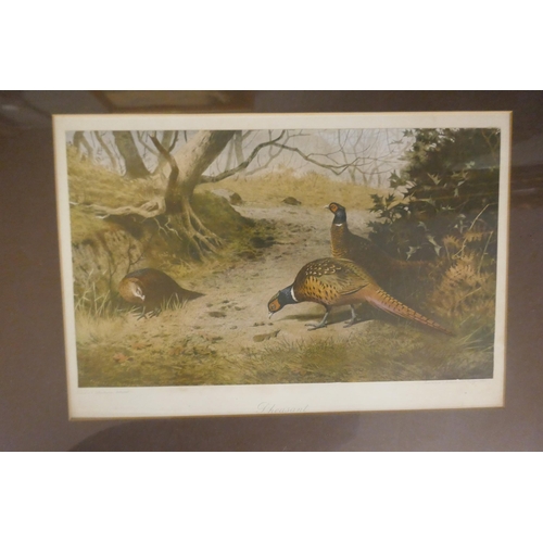 349 - Print of fox & print of pheasants after Archibald Thorburn