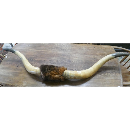 305 - Set of buffalo horns - approx 5ft in length