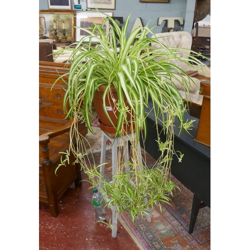 395 - Spider plant on stand