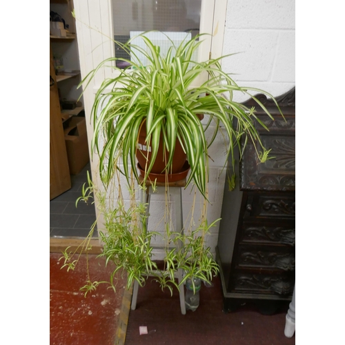 392 - Spider plant on stand