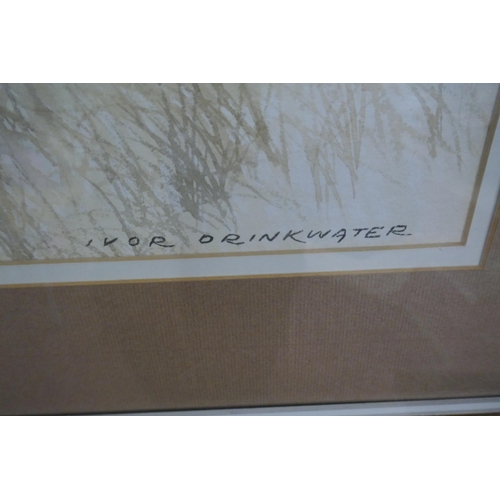 402 - Pair of watercolours by Ivor Drinkwater one of pheasants one of a fox - Approx image sizes: 58cm x 3... 