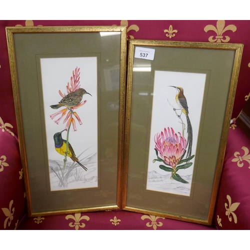 537 - Pair of ornithological watercolours